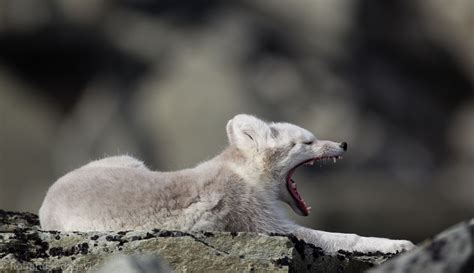 Arctic Fox Polar Bear Norway Animals Animales Animaux Animal Animais