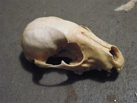 Reserved Small Animal Skull Taxidermy Natural History