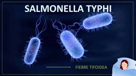 Salmonella Typhi YouTube