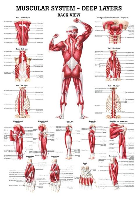 The superficial back muscles are the muscles found just under the skin. The Muscular System - Deep Layers, Back Laminated Anatomy Chart in 2020 | Muscle anatomy ...