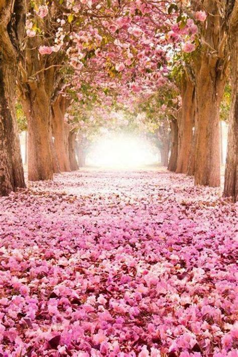 Pink Path Beautiful Landscapes Beautiful Tree Nature
