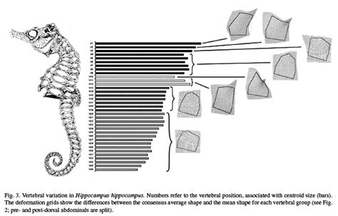Morphological Variation In The Seahorse Vertebral System