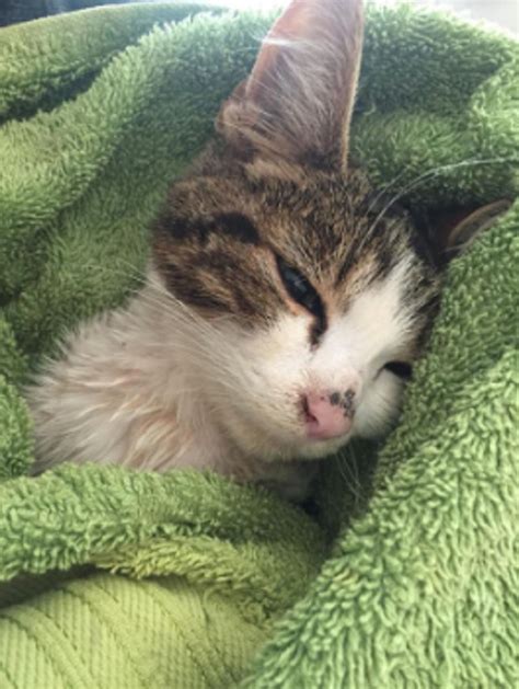 Kitten Left To Die After Cruel Thugs Cut Off His Testicles With