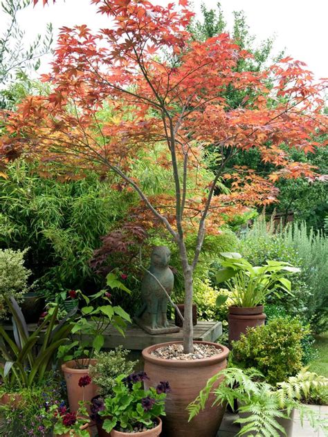 Shade Trees For Small Landscapes Patio Trees Shade Trees Small Gardens