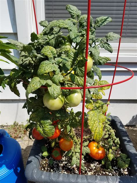 Can Someone Please Tell Me Why My Tomato Plant Didnt Grow Tall And Its
