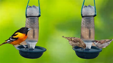 How To Make Bird Water Feeder Diy Homemade Plastic Bird Water Drinking