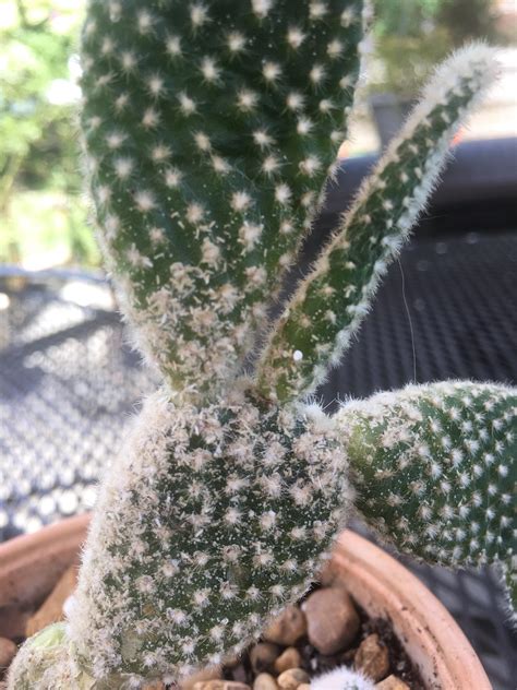 For further information on watering, click on my post how and when to water succulents and cacti for more details on this topic. Does anyone know what is killing my daughter's bunny ear ...