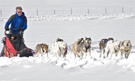 Alpine Adventures Dogsledding Your Desination For Dog Powered Fun
