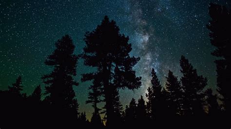 Milky Way Above The Forest Wallpaper Backiee