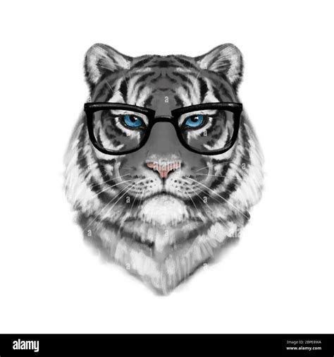 Tiger Portrait On White Stock Photo Alamy