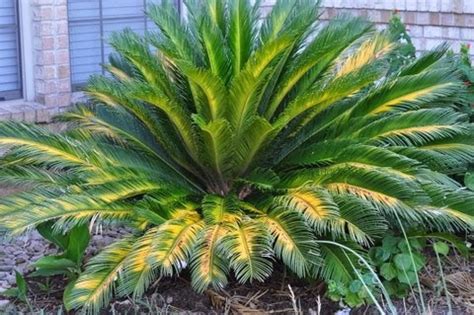 How to grow and care sago palm (cycas/kangi palm)why my cycas plant leaves are yellowingif you found the video useful, give it a thumbs up and share the. Living in Bexar: Sago Palm - Turning Yellow - A Sign of ...