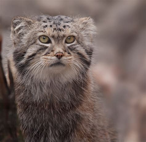 Why The Pallas Cat Should Become Your New Favorite Animal Huffpost