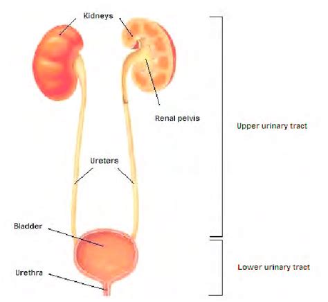 Anatomy Of The Urinary Tract System Download Scientific Diagram