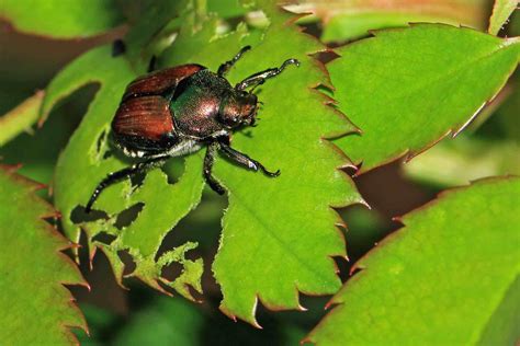 Garden Insect Pests And What To Do About Them