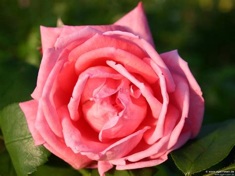 The term includes any rose variety that grows until a large, sprawling. Buy Coral Satin - AGEL ROSEN » Weeping Tree Roses (~125 ...