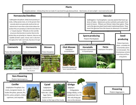 A Leah Bou Original Plant Classification Chart Pg 1 Of 2 I Designed