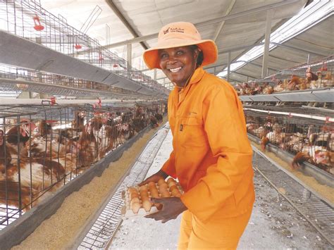 Xwama Owners Tackle Chicken Farming Namibian Sun