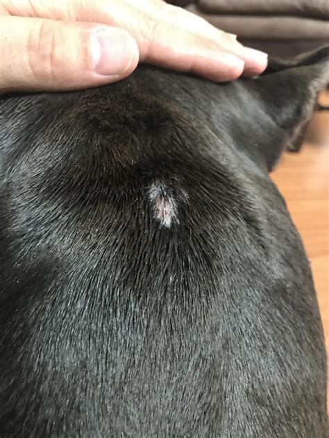I Recently Found A Tick On My Dog After Removing It I Noticed A Week