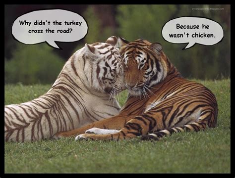 Tiger Jokes
