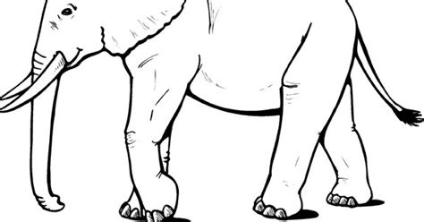 Pola Gambar Gajah Untuk Kolase Hewan Imagesee