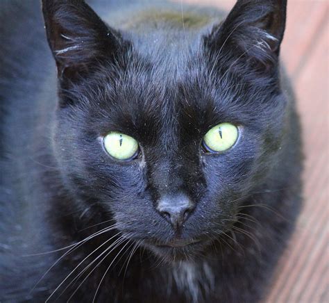 Black Cat Portrait Free Stock Photo Public Domain Pictures
