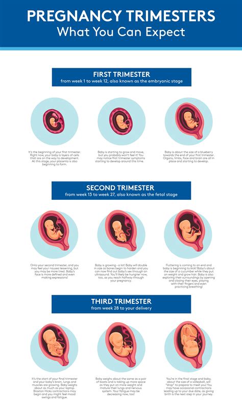 Pregnancy Trimesters What To Expect Per Month Obstetrics Baptist