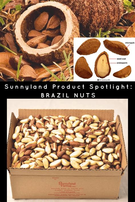 Brazil Nuts Nutrition Faqs Interesting Facts Sunnyland Farms