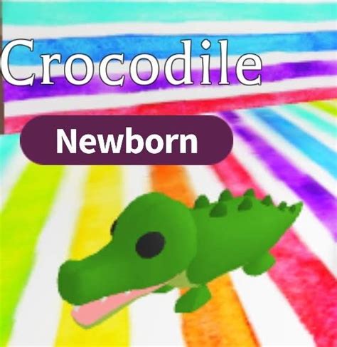 Crocodile Pet Store Ideas Pet Adoption Adoption