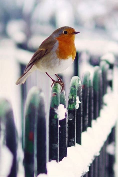 Snow Fence Bird Winter Iphone 4s Wallpaper Download