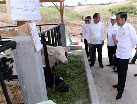 Check spelling or type a new query. Presiden Tinjau Proyek Peternakan dan Pertanian di Desa ...