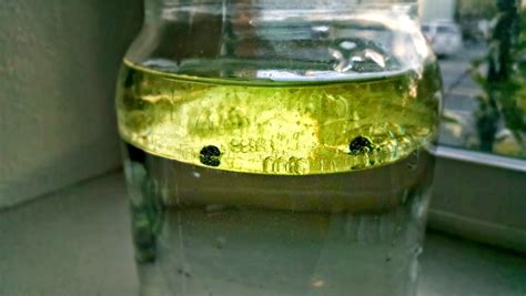 Why Don't Water and Oil Mix? | Colorful Bombs- Science Kiddo