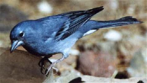 The blue bird of north america, history of the bluebird, ornithologists guide to bluebirds with links, gallery of bluebird pictures in flight and nesting. All About Birds: Types of Lovely Pet Birds as Your Home ...