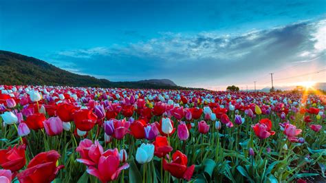 Flickrpgdyb6d Tulip Sunrise Explored Abbotsford Tulip