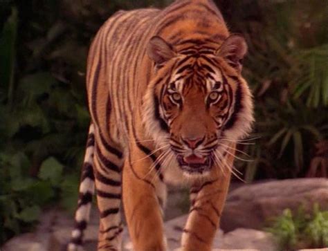 Shere Khan The Jungle Book 1994 Photo 37130530 Fanpop