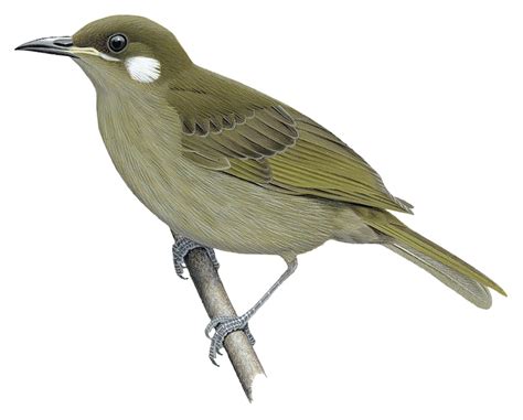 Forest Honeyeater Meliphaga Montana World Bird Names