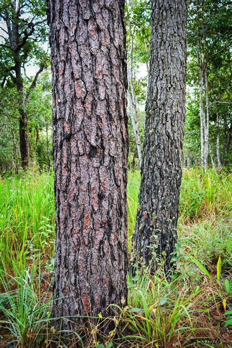 Pine Tree Trunks And Bark In The Nature Pine Forest Stock Photo