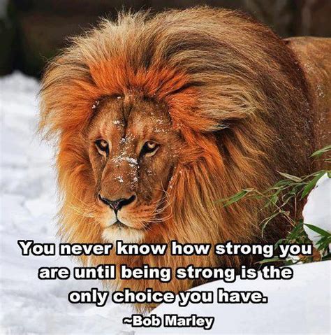 Lion Strength Courage Quotes Quotesgram