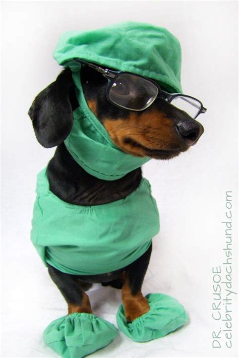 Kaiser Davis Doctors Dog Doctor Costume
