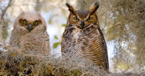 In captivity, the great horned owls are known to eat 14 to 26 grams daily. Great Horned Owl Sounds, All About Birds, Cornell Lab of ...