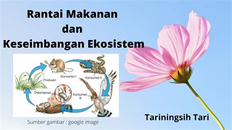 Rantai makanan adalah sebuah siklus makan dan dimakan antara makhluk hidup yang terjadi dalam sebuah ekosistem, serta jenis, jaringan, gambar, dan contoh. Rantai Makanan dan Kesimbangan Ekosistem - Cahaya Mentari
