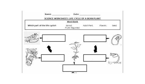 a inventa prietenos Cooperare plant life cycle worksheet