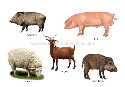 Pictures of omnivorous animals examples - cliffhanger fall scene images
