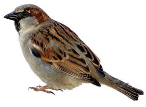 House Sparrow Png Hd Png Mart