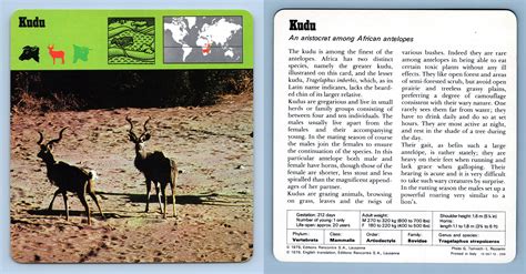 Kudu Mammals 1970s Rencontre Safari Wildlife Card