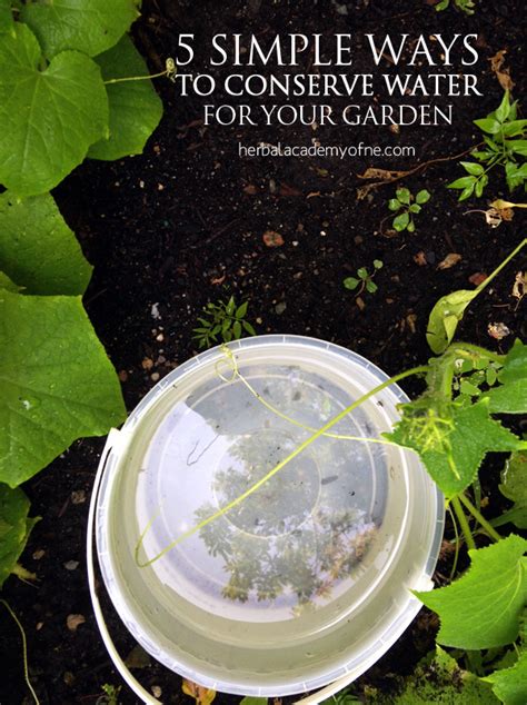 5 Simple Ways To Conserve Water For Your Garden Herbal Academy