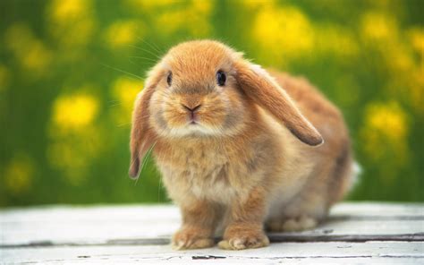 (oryctolagus cuniculus), also european rabbit, the true rabbit, a mammal of the order lagomorpha. European Rabbit - Facts, Habitat, Distribution, Pictures ...