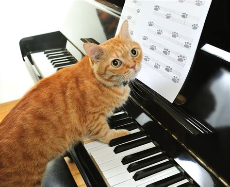 Play Him Off Keyboard Cat Why Did It Go So Viral Excited Cats