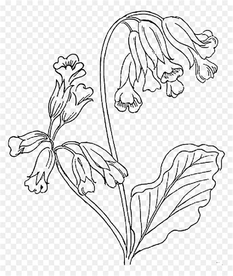 Bluebell Flower Coloring Pages Hd Png Download Vhv