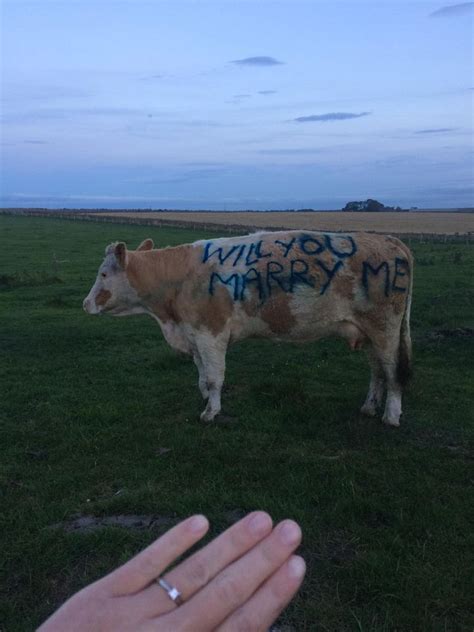 Farmer Enlists Girlfriend S Favourite Cow To Help Pop The Question Huffpost Uk News