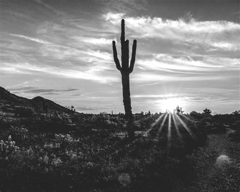 Desert Landscape Photography Landscape Photos White Arizona Saguaro